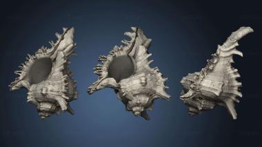 3D model Seashell (STL)